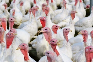 Epidemija ptičje gripe: 350.000 poljske peradi u opasnosti