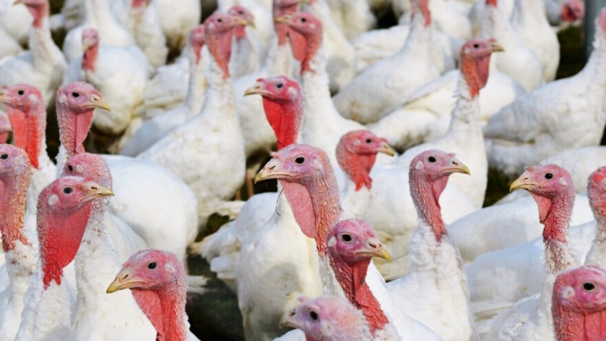 Epidemija ptičje gripe: 350.000 poljske peradi u opasnosti