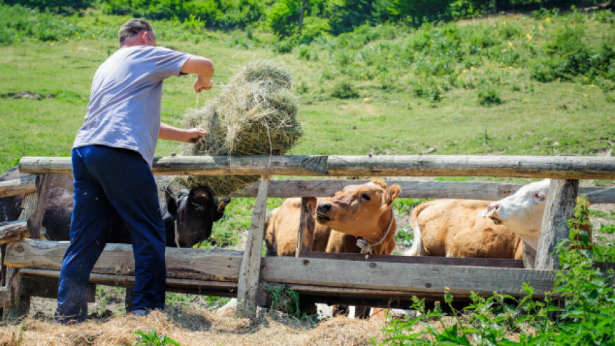 Turci zbog politike ne žele nizozemske krave