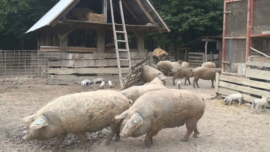 Meso turopoljske svinje dobilo zaštićenu oznaku izvornosti u EU