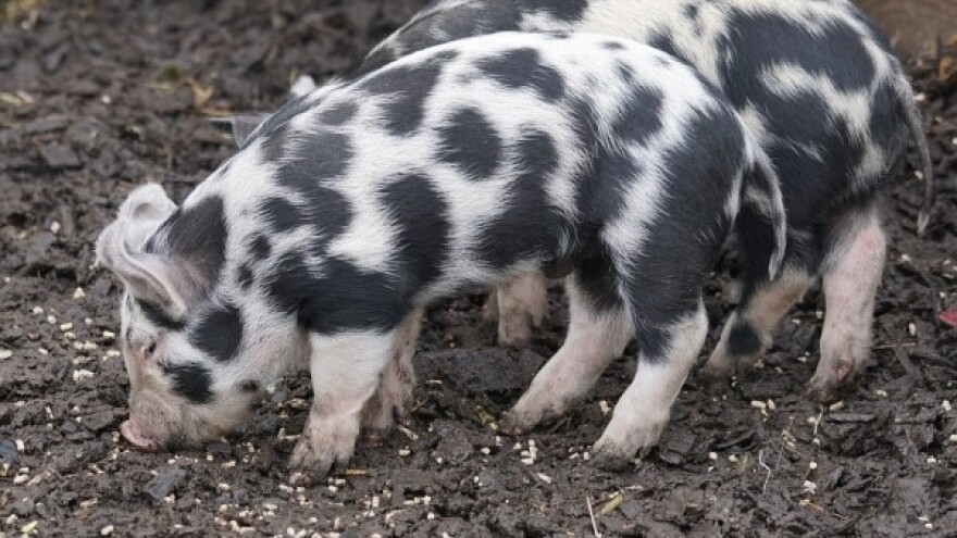 Dođite na otvorenje Cibo centra i osvojite nagrade!
