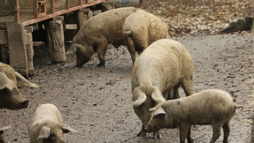 Austrija brandirala turopoljsku svinju!