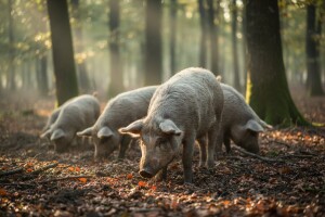 Turopoljska svinja - (ne)zaštićena stara genetika
