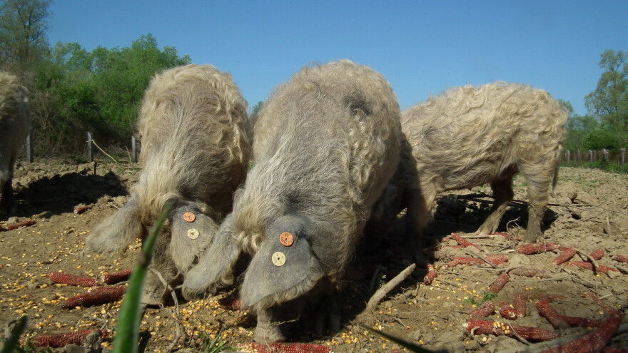 Europski agronomi oduševljeni hrvatskim projektom očuvanja turopoljske svinje