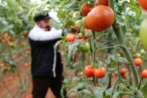 Cijena turske rajčice veća za 400% - iz proizvodnje je izgurale banane i južnoamerički moljac