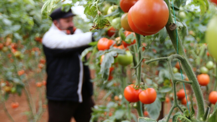 Cijena turske rajčice veća za 400% - iz proizvodnje je izgurale banane i južnoamerički moljac