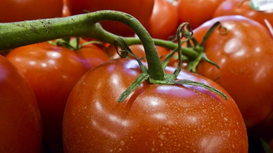 Propao im izvoz paradajza u Rusiju pa ga preusmjerili u BiH, Bjelorusiju i Ukrajinu