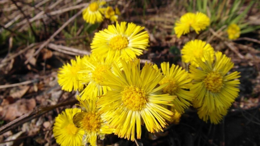 Podbjel - ljekovita biljka koja se koristi i u gastronomiji