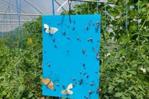 Uočen moljac paradajza - kako nepesticidno spasiti plasteničku proizvodnju?
