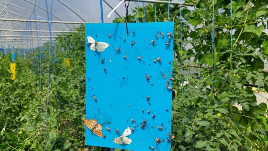 Uočen moljac paradajza - kako nepesticidno spasiti plasteničku proizvodnju?