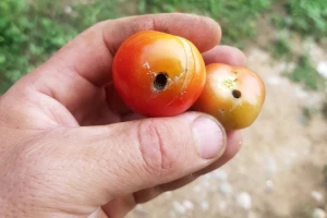 Kako se rešiti moljca paradajza na povrtarskim vrstama?