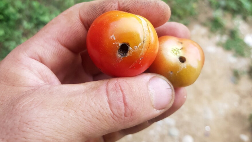 Kako se rešiti moljca paradajza na povrtarskim vrstama?