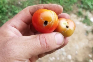 Kako se riješiti moljca paradajza na povrtarskim vrstama?