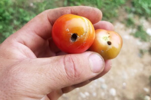 Kako se riješiti lisnog minera rajčice koji napada i druge povrtne vrste?