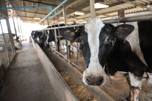Farmeri podižu tužbu, traže odštetu od države