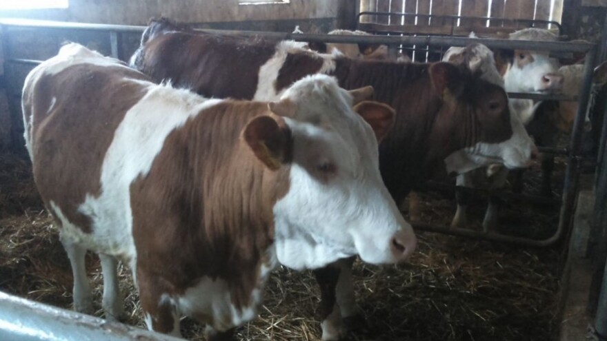 Izvoz voća i mlijeka u Rusiju 100 posto manji!