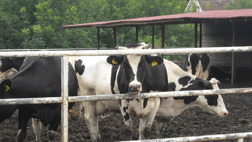 Zašto neke krave pri muži sakrivaju mlijeko?