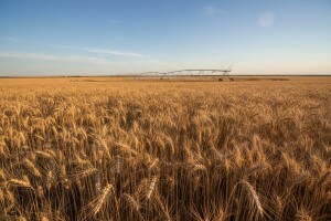 U budžet 2015. uplatili 10,8 milijardi dinara