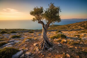 U Dalmaciji mnoštvo divljih maslina!