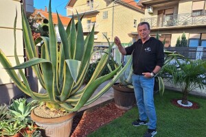 Neobičan hobi: Uzgaja 92 vrste agave, a stižu i iz Kine