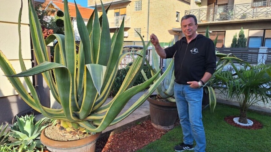 Neobičan hobi: Uzgaja 92 vrste agave, a stižu i iz Kine