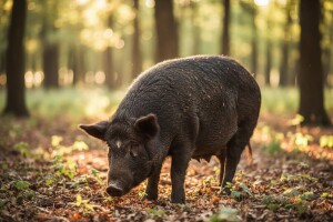 U EU projektu očuvanja gena i HR pasmine svinja