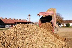 Završeno vađenje cikorije s površina Agro Puškarić, vrijeme i korovi smanjili urod