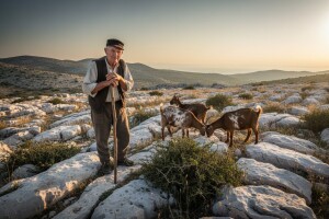 U istim uvjetima - različiti poticaji za koze?