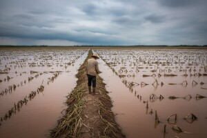 U Kini uništeno tisuće hektara usjeva