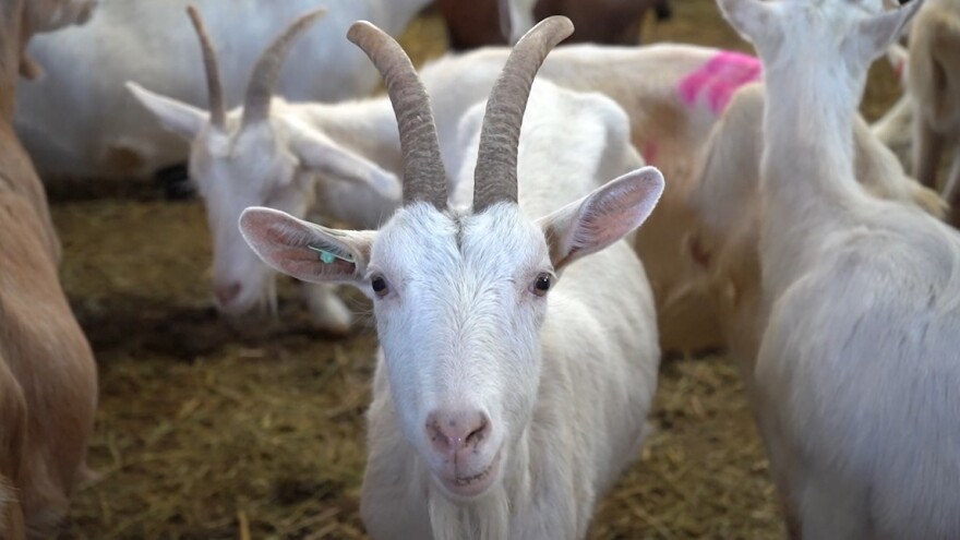 Napomena uzgajivačima: Za federalne poticaje grla moraju biti označena