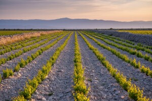U kršu dalmatinskog zaobalja zasađena nova nada!