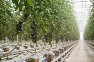 U Kukuzovcu uzgoj u 100 plastenika bez zemlje