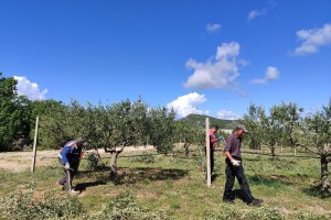 Najveći maslinik u BiH prostire se na više od 500 tisuća kvadrata