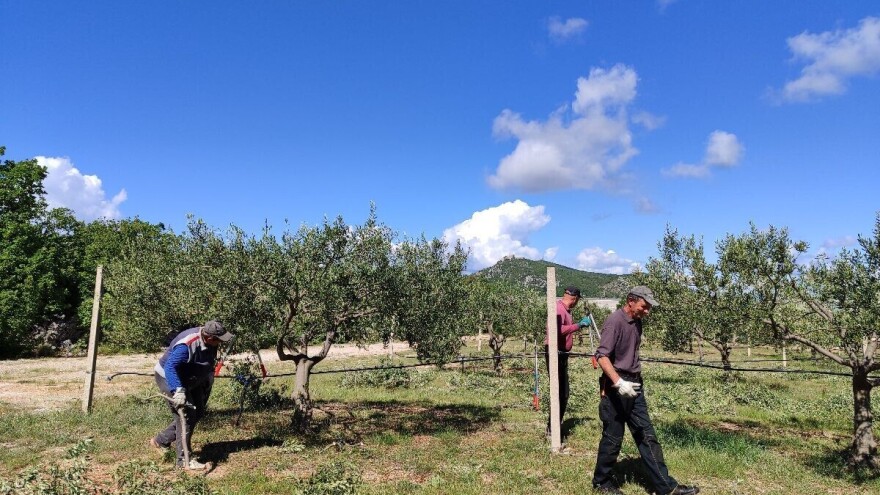 Najveći maslinik u BiH prostire se na više od 500 tisuća kvadrata