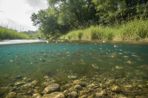 U maloj rijeci puno Natura 2000 ribljih vrsta