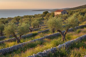 U masliniku furam svoj film i to mi se isplatilo