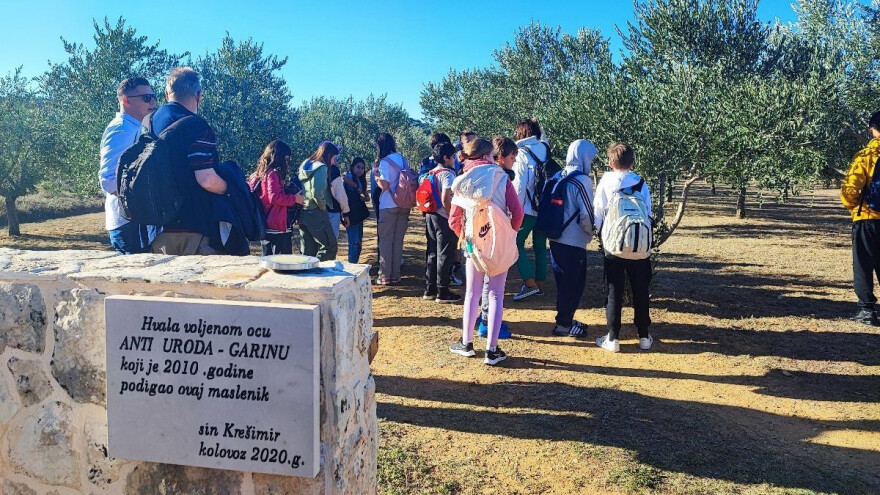Učenici međunarodne škole iz Zagreba brali masline u zaleđu Pirovca