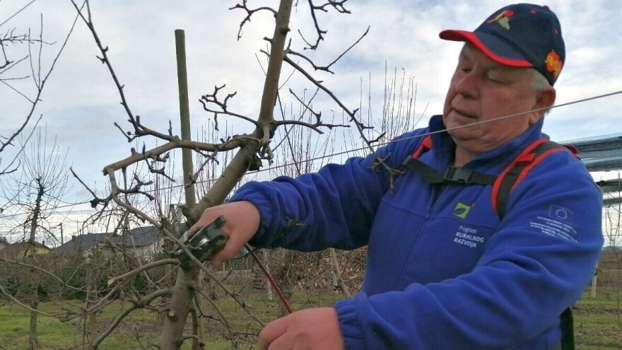 Mladen Dobranić: Ne bude li mraza, voćarima se smiješi dobra godina