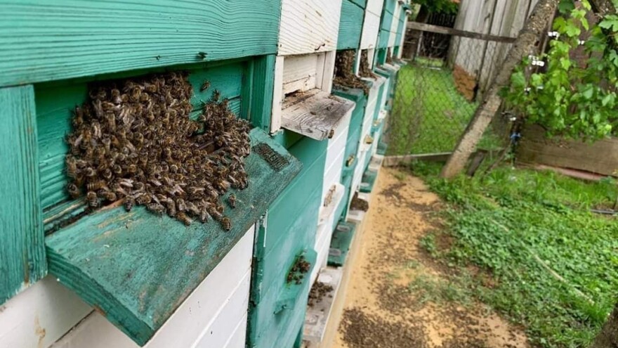Uništeno više od 1.150 košnica međimurskih pčelara, čekaju se rezultati ispitivanja