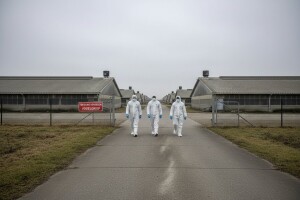 U Nizozemskoj se pojavila ptičija gripa