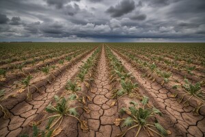 U očekivanju kiše odgođen početak kampanje u Viru