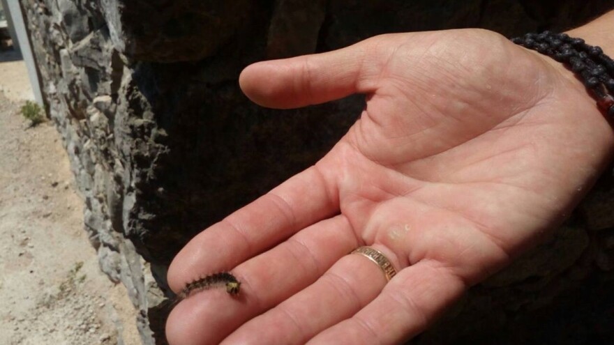 Napad gubara: Ugrožene šume, drveće je bez lišća kao da je januar!