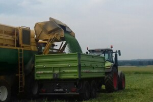 U Podravini počela berba graška posijanog na 125 hektara