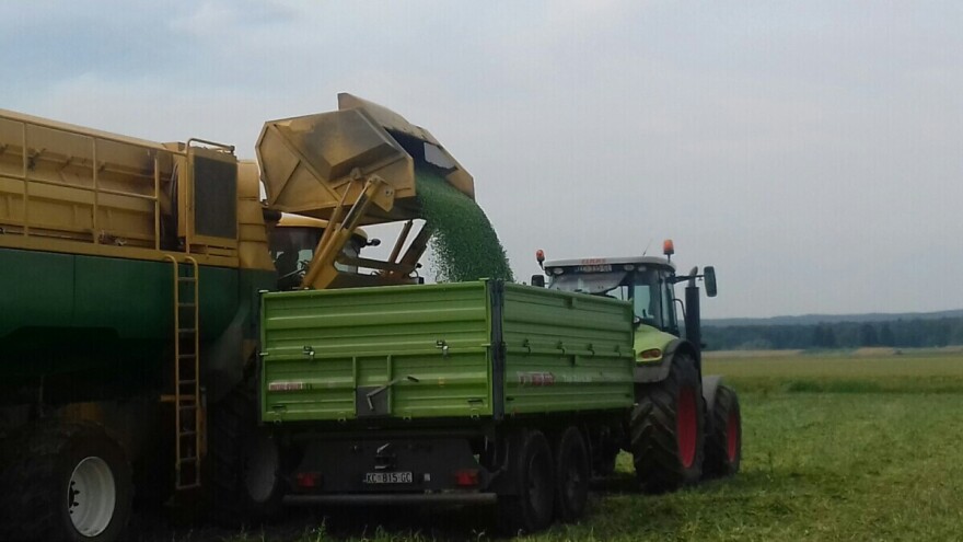 U Podravini počela berba graška posijanog na 125 hektara