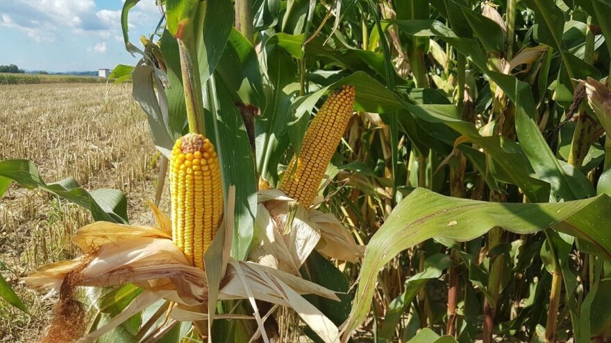 Prinos kukuruza i soje u Loznici iznad proseka