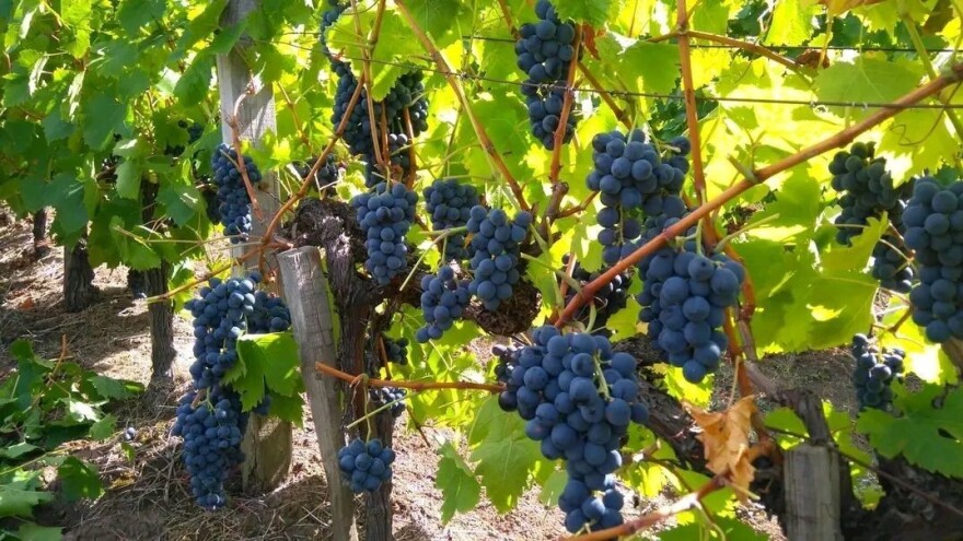 U Pomoravskom okrugu prinosi grožđa manji i do 30 odsto