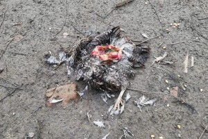 Vlasnici očajni, lisice ulaze u dvorišta i kolju perad!
