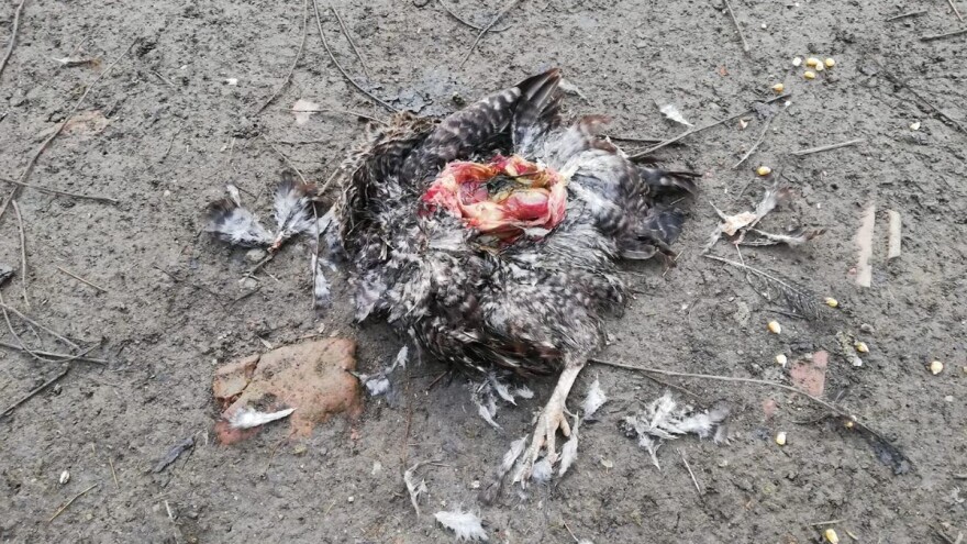 Vlasnici očajni, lisice ulaze u dvorišta i kolju perad!