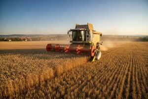 U prokupačkoj opštini počela žetva pšenice