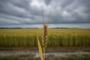 U pšenici suzbijati bolesti, a u okopavinama korove